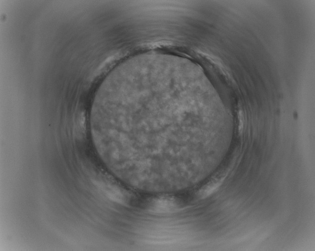 X0000076030308200610152054