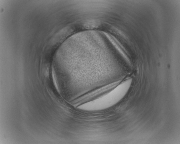 X0000076030315200610152054