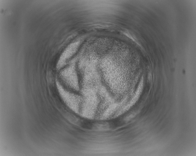 X0000076030317200610152054