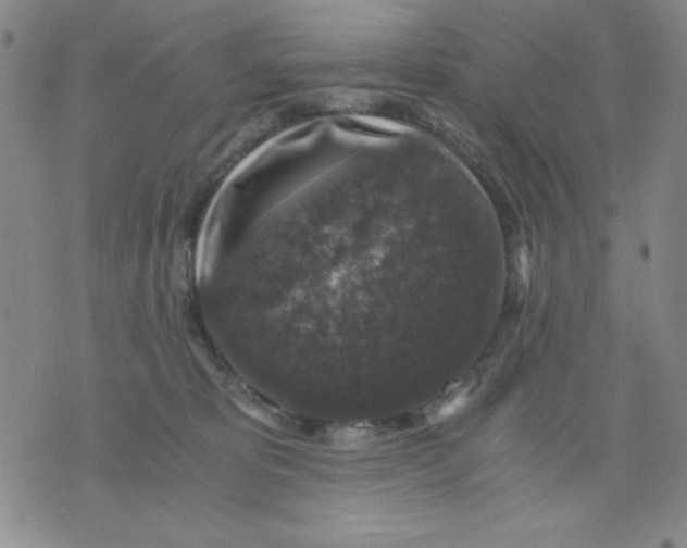 X0000076030325200610152053