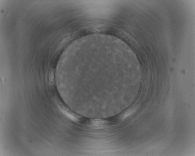 X0000076030336200610152053