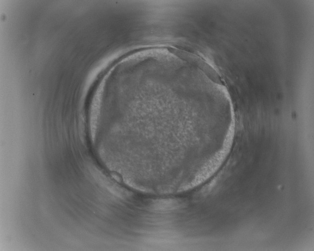 X0000076030342200610152053