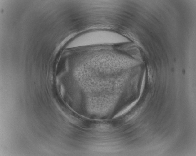 X0000076030348200610152053