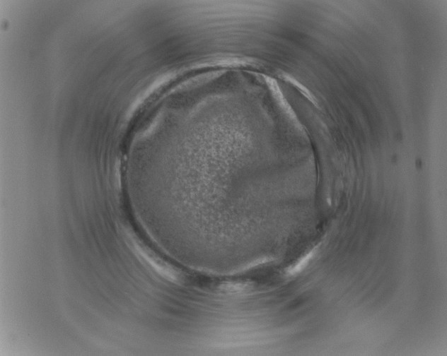 X0000076030350200610152053