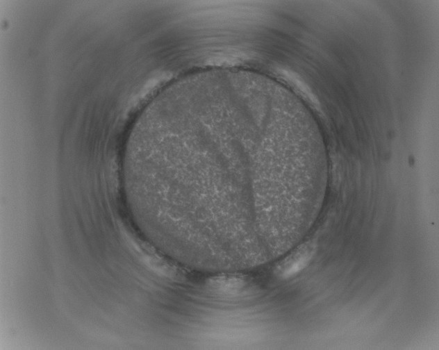 X0000076030354200610152053