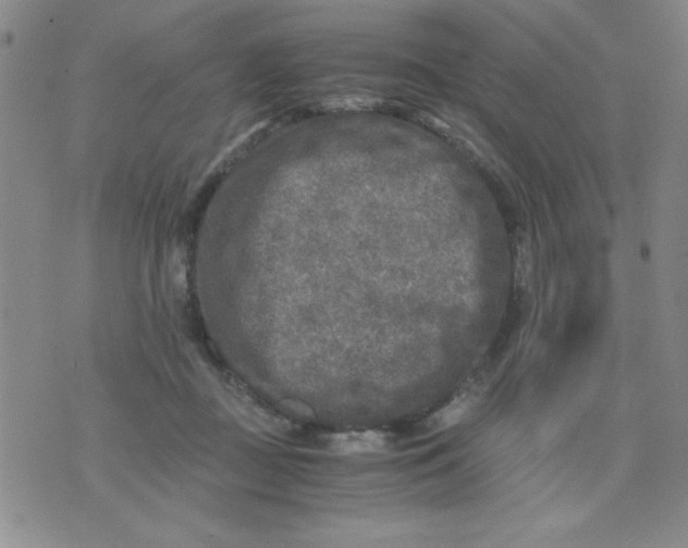 X0000076030363200610152053