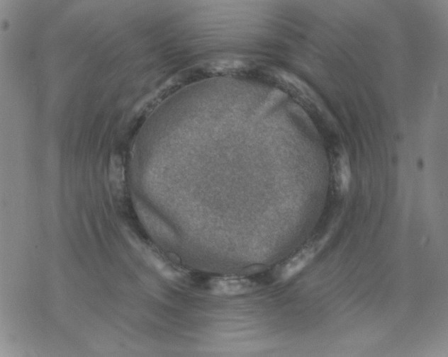 X0000076030372200610152053