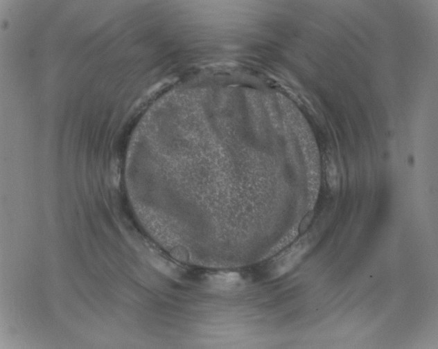 X0000076030374200610152053