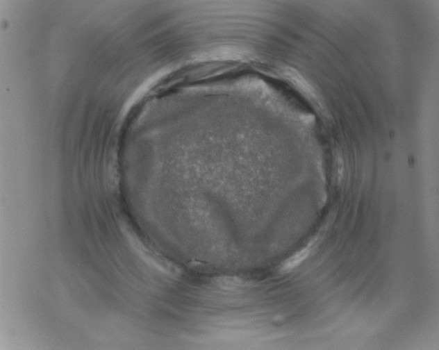 X0000076030392200610152052