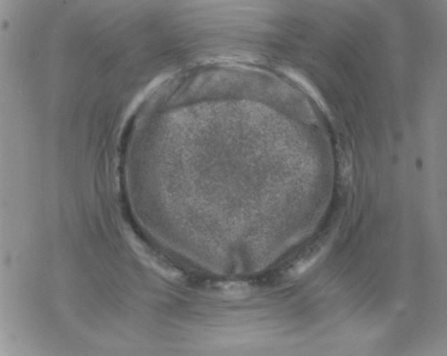 X0000076030395200610152052