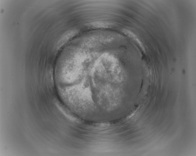 X0000076030398200610152052