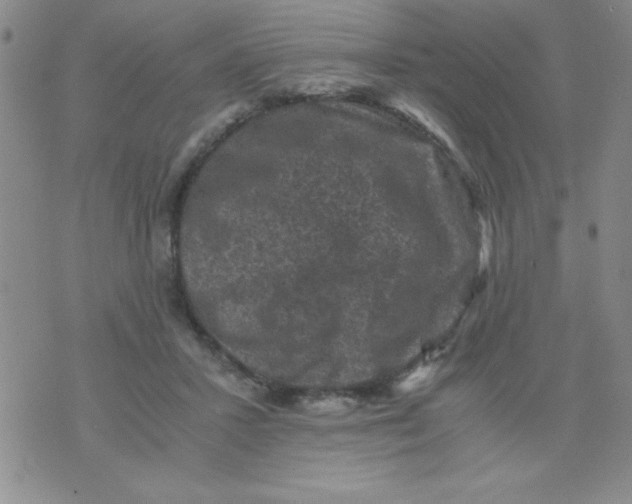 X0000076030407200610152052