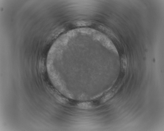 X0000076030422200610152052