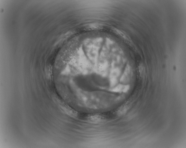 X0000076030423200610152052