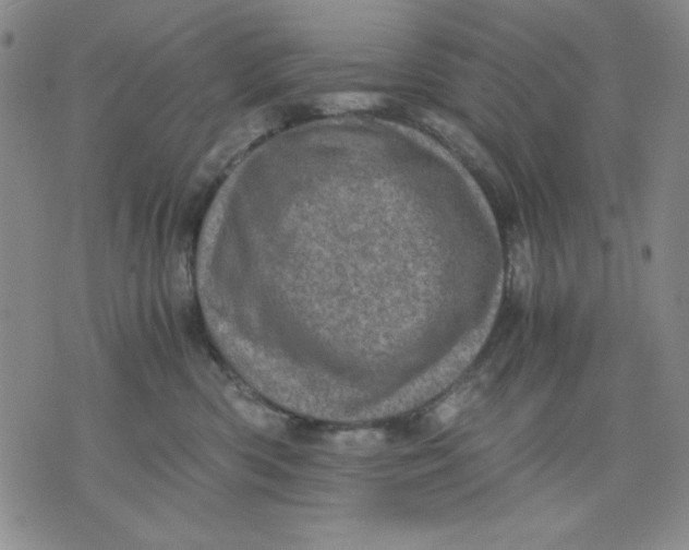 X0000076030426200610152052