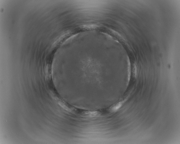 X0000076030428200610152052