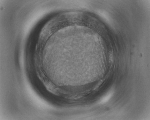 X0000076030431200610152052