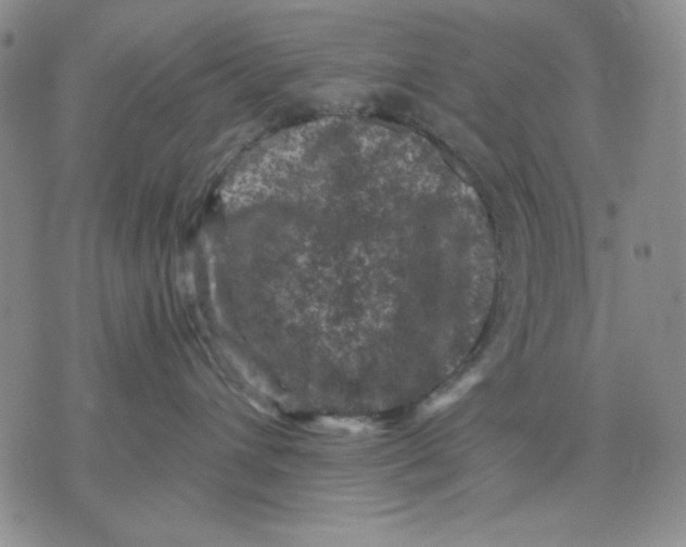 X0000076030432200610152052