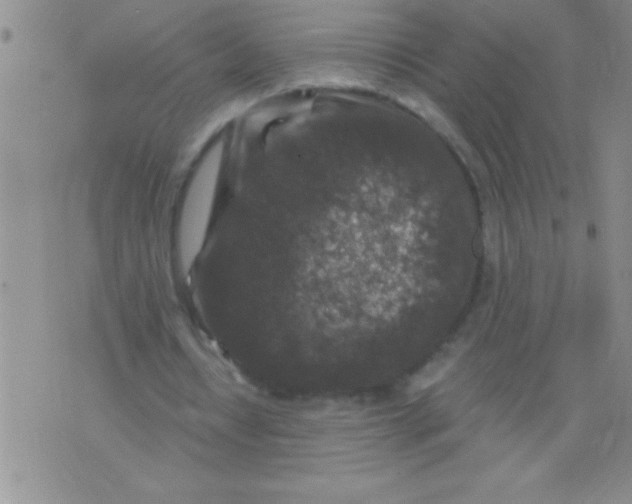 X0000076030434200610152051