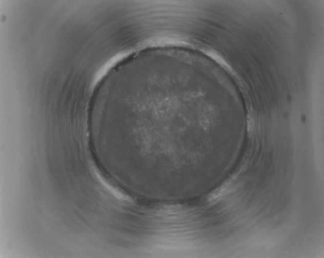 X0000076030438200610152051