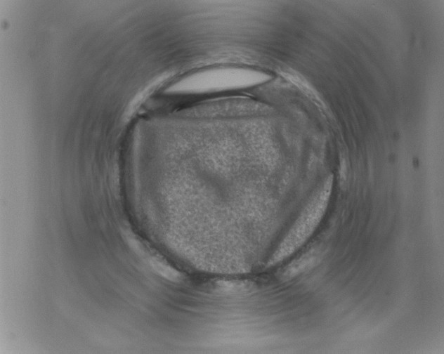 X0000076030442200610152051