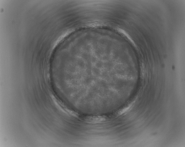 X0000076030443200610152051