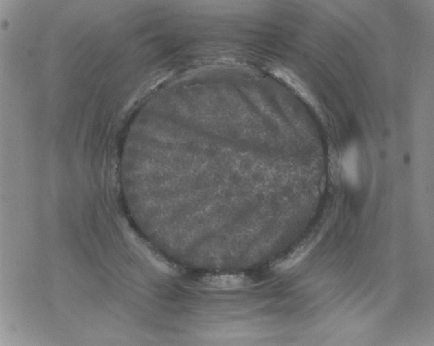 X0000076030449200610152051