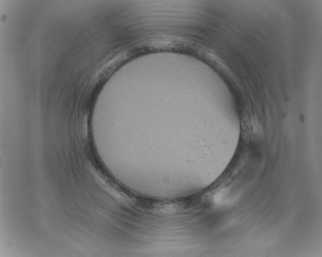 X0000076030454200610152051