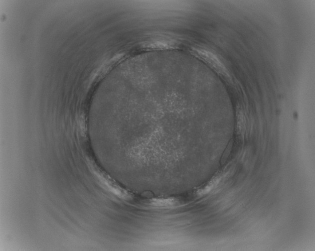 X0000076030457200610152051