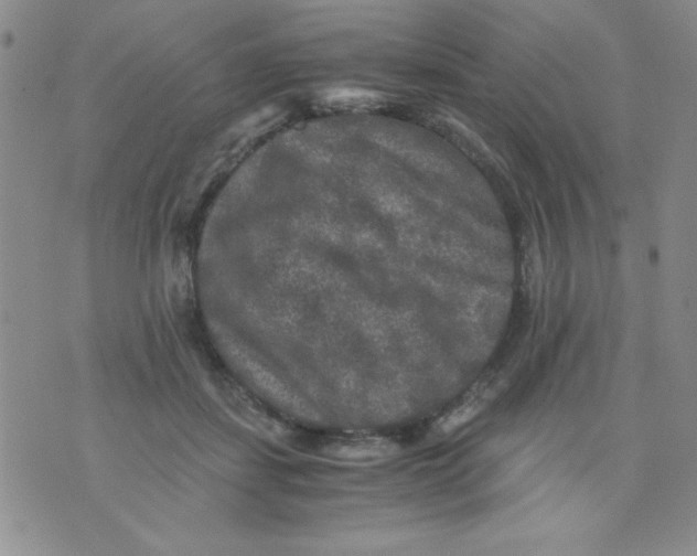 X0000076030459200610152051