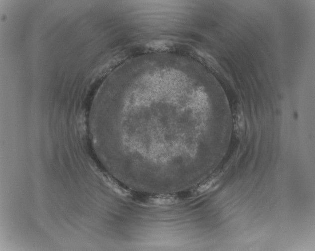 X0000076030466200610152051