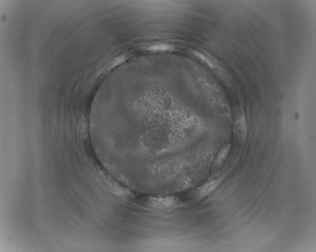 X0000076030469200610152051