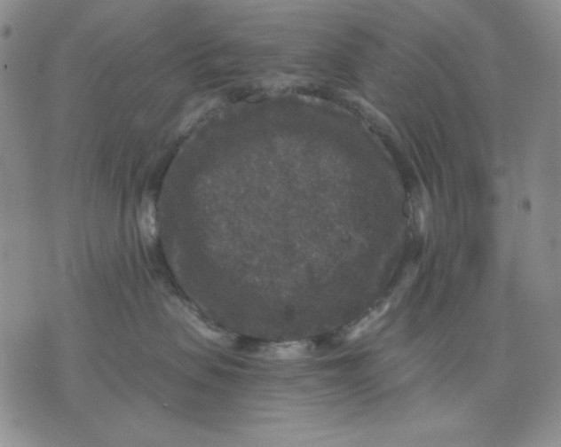 X0000076030479200610152052