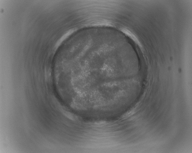 X0000076030483200610152051