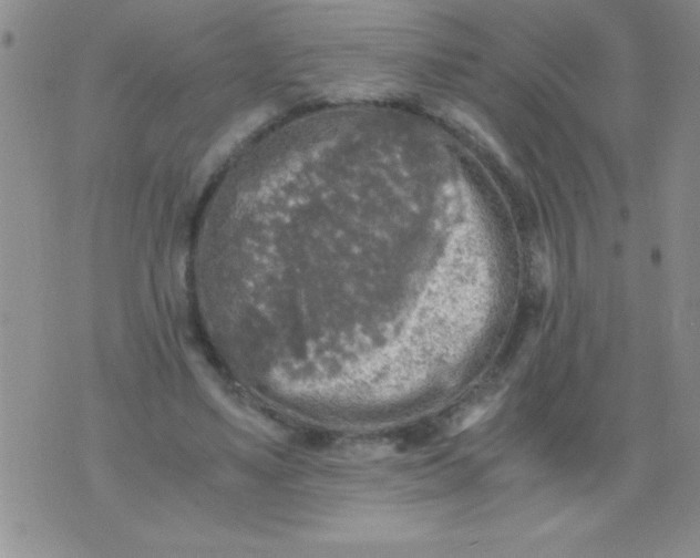 X0000076030491200610152051