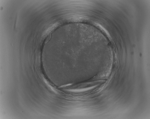 X0000076030493200610152051