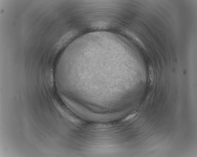 X0000076030494200610152051