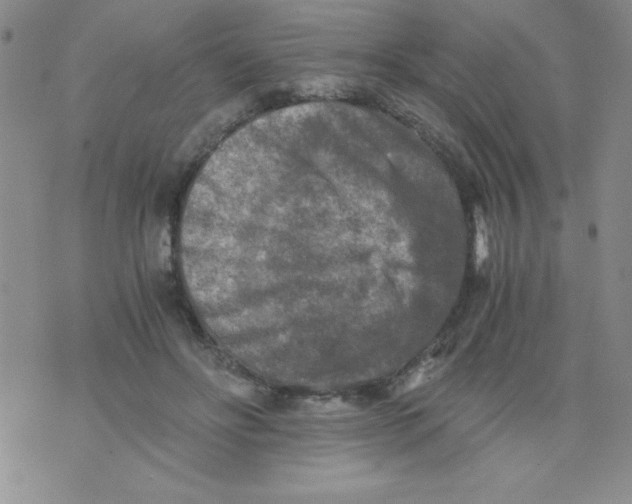 X0000076030502200610152051