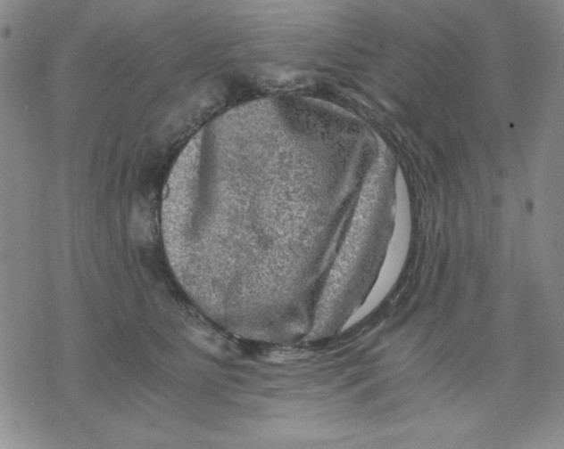 X0000076030515200610152050