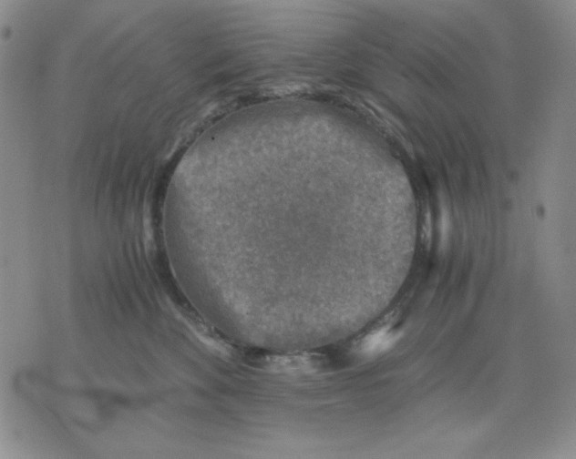 X0000076030524200610152050