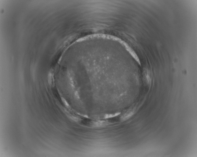 X0000076030527200610152050