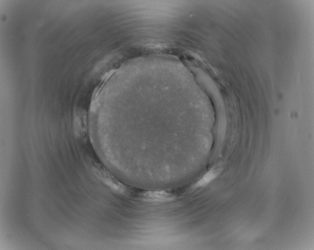 X0000076030528200610152050