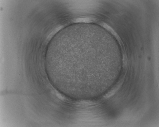 X0000076030529200610152049