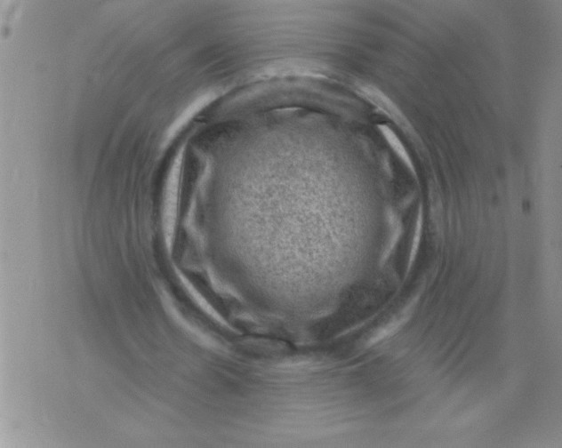 X0000076030530200610152049