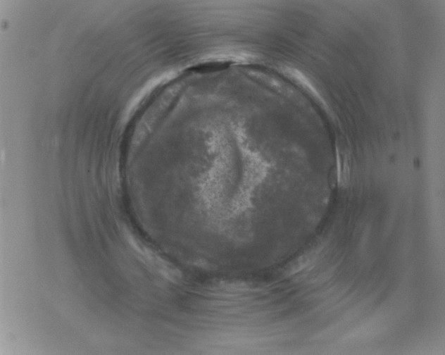 X0000076030531200610152049