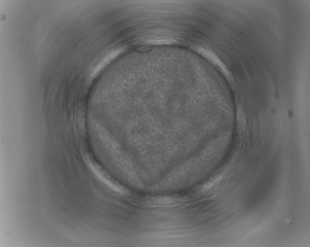 X0000076030533200610152049