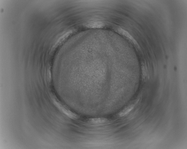 X0000076030541200610152050