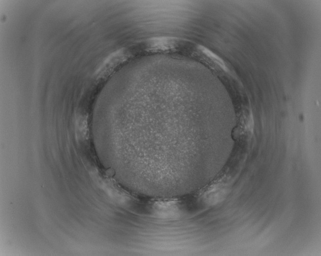 X0000076030560200610152050