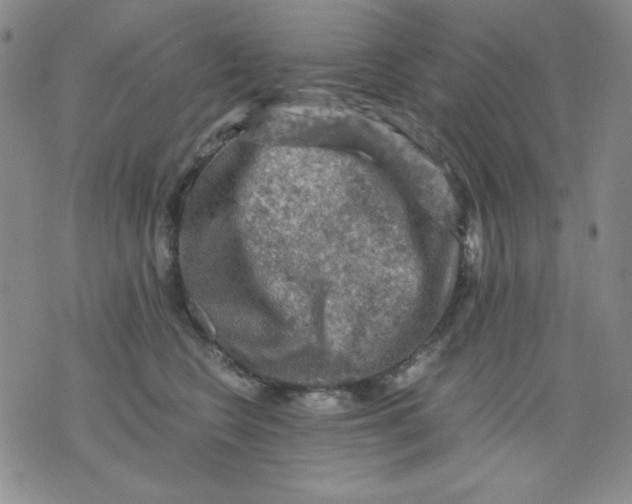 X0000076030566200610152050