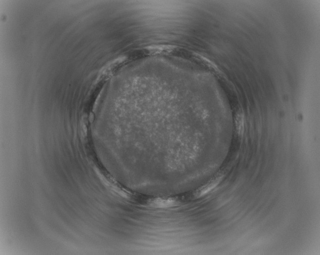 X0000076030570200610152050